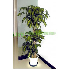 APS004 -鐵樹5呎( 室內植物 )